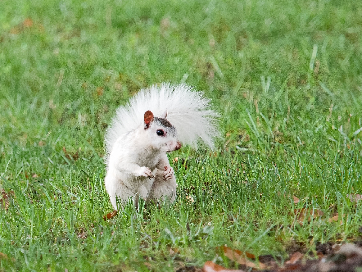 White Squirrels of Brevard Migrating to Florida?